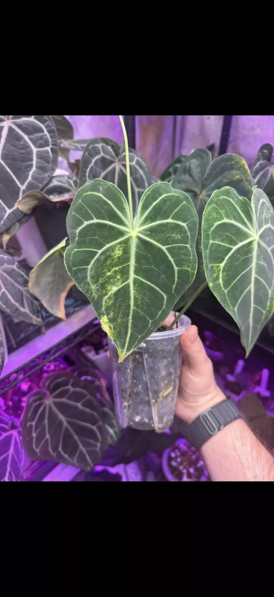 Variegated king clari  thumbnail