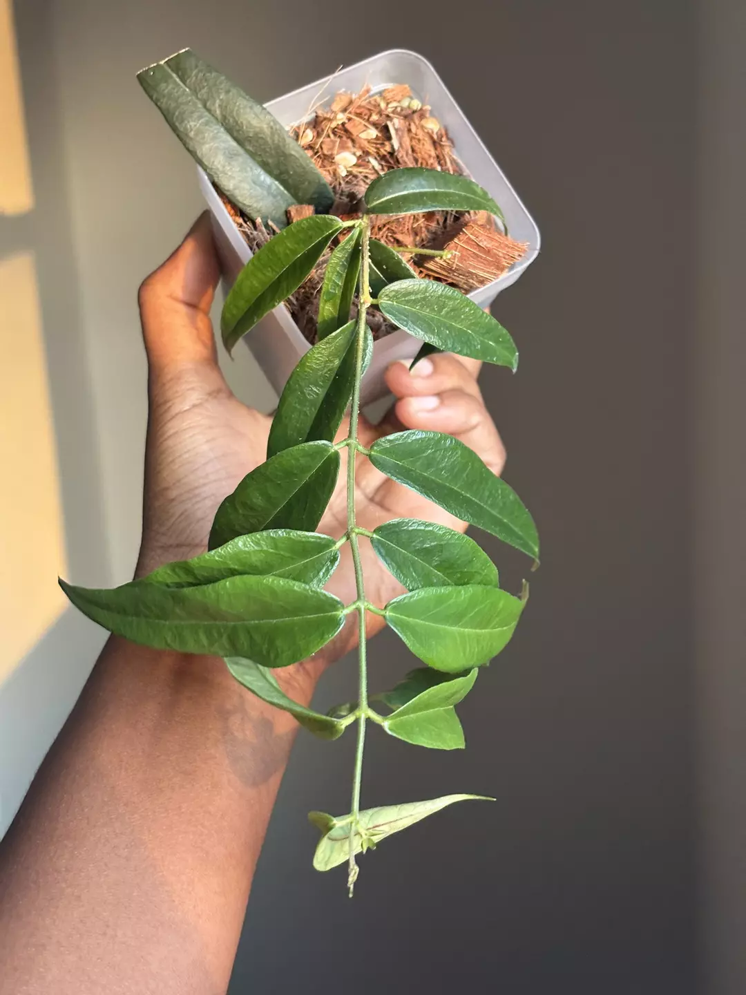 Paradisea  thumbnail