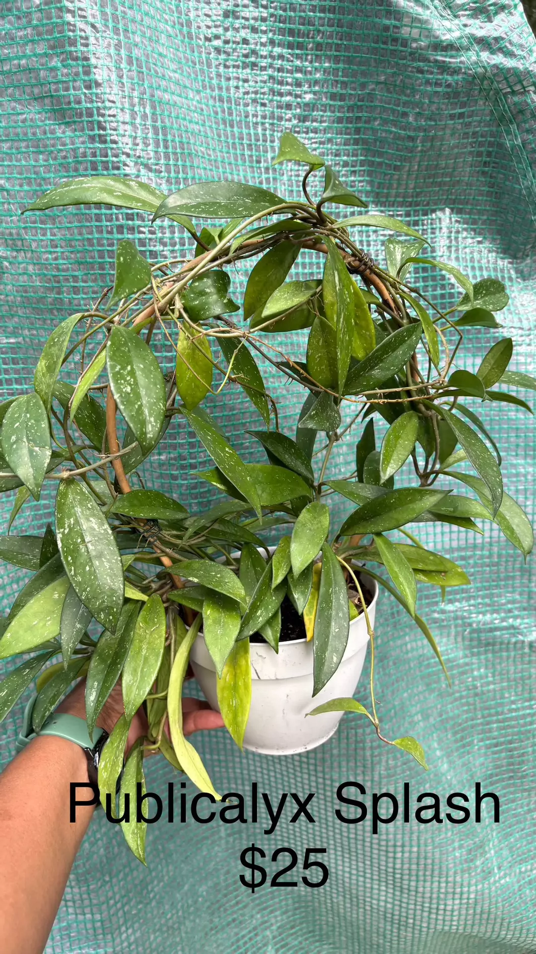 Publicalyx Splash thumbnail