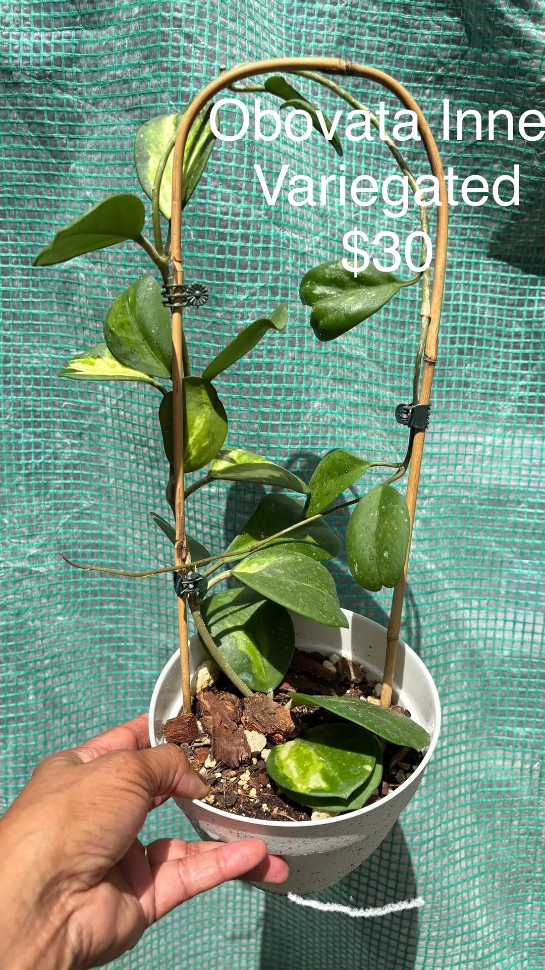 Obovata inner var thumbnail