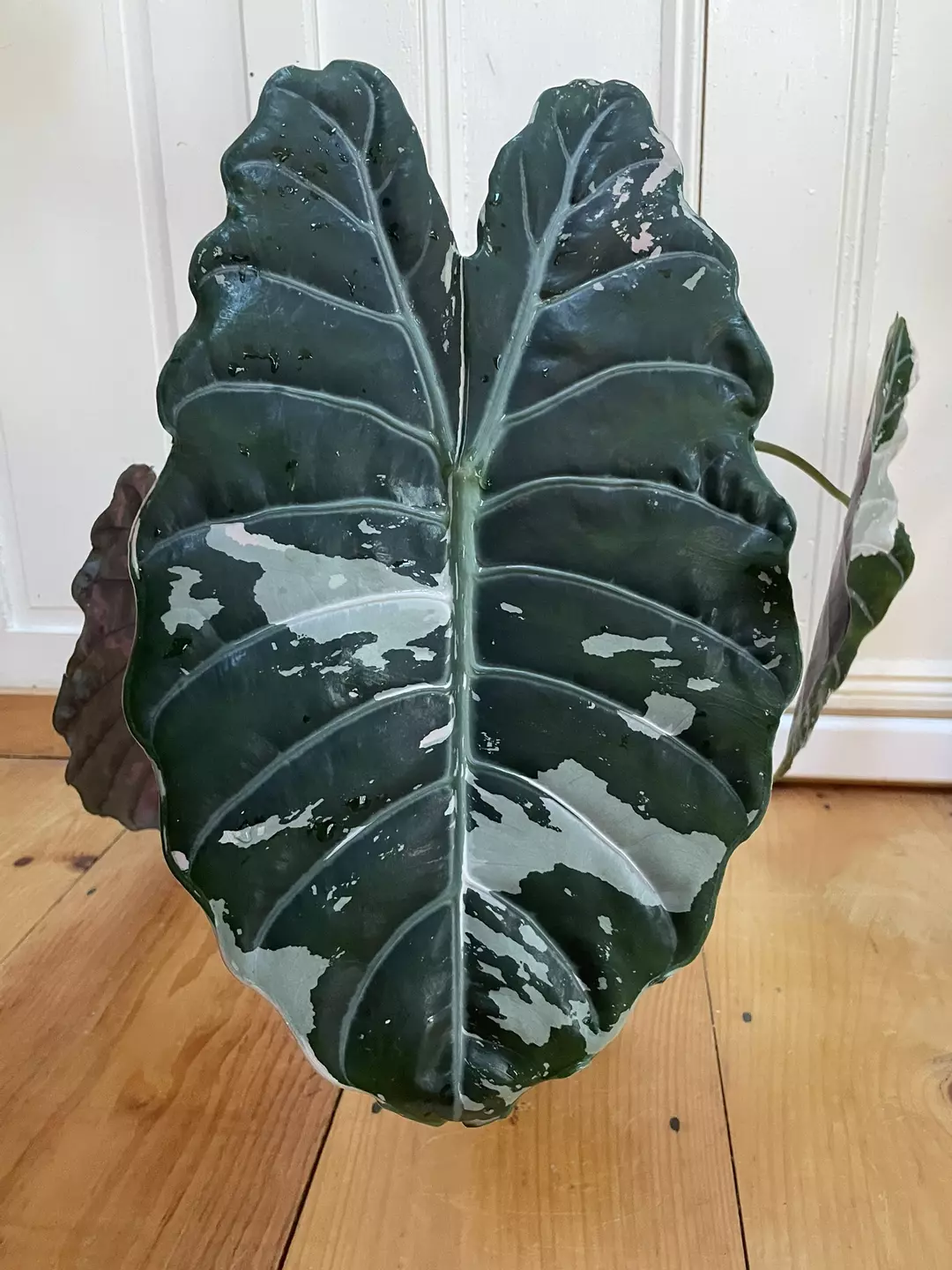 Alocasia Pink Chantrieri - Retired Mother thumbnail