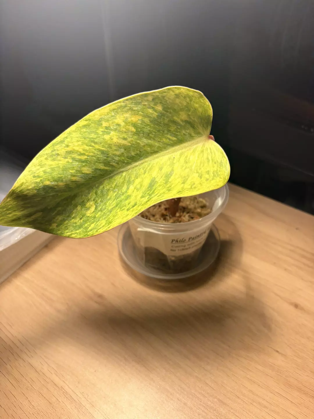 Philo Painted lady cutting thumbnail