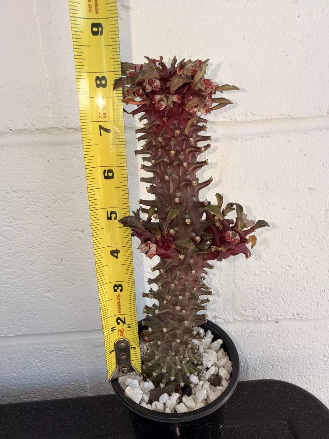 Monadenium schubei 'Tanzania Red' thumbnail