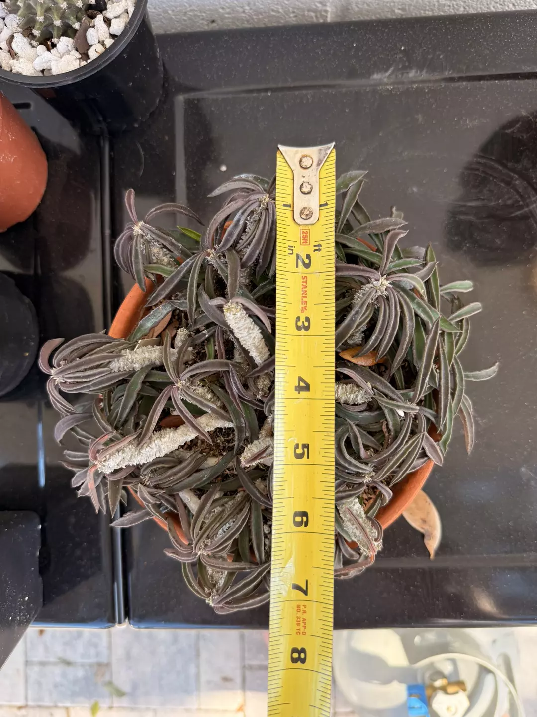 Euphorbia cylindrifolia thumbnail