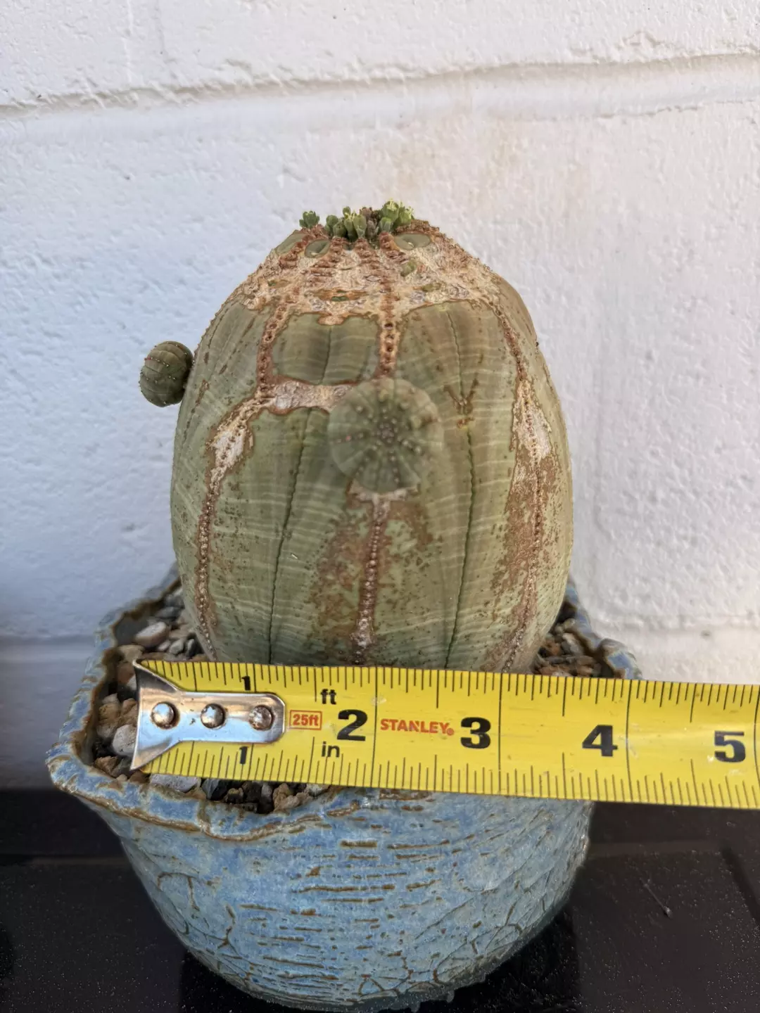 Euphorbia Obesa (Male) thumbnail