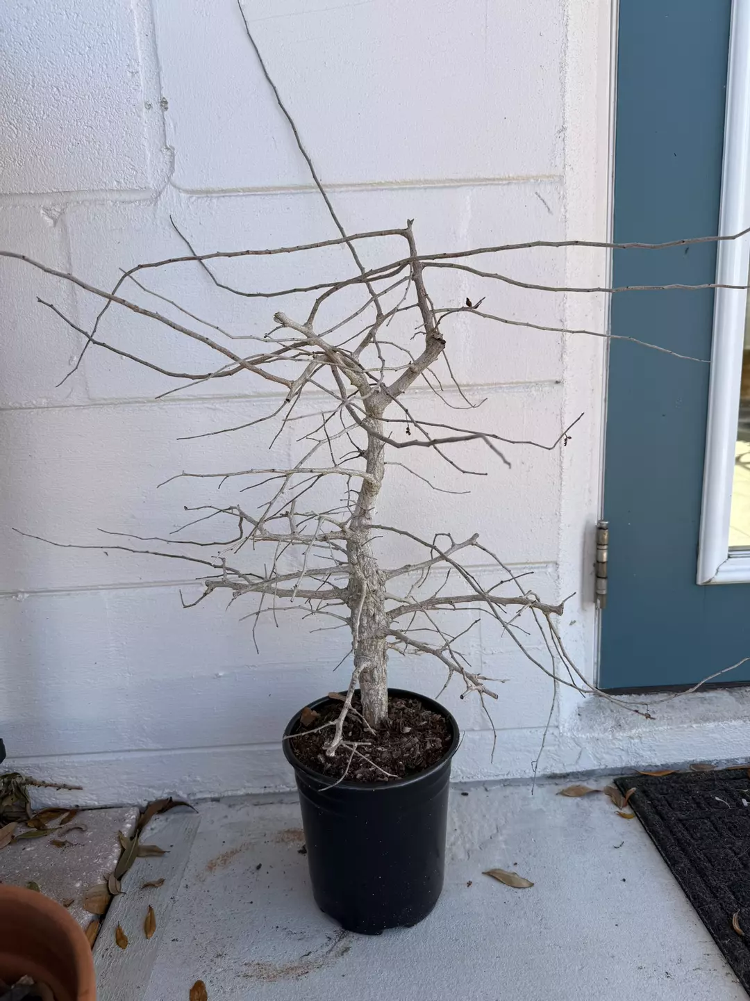 operculicarya decaryi SPECIMEN thumbnail