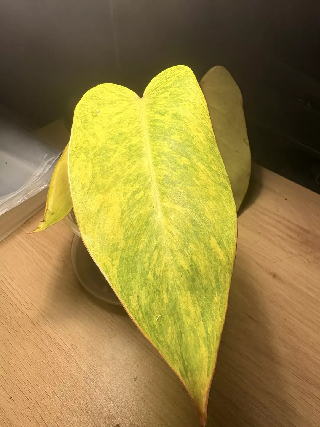 Philo painted lady cutting in moss thumbnail