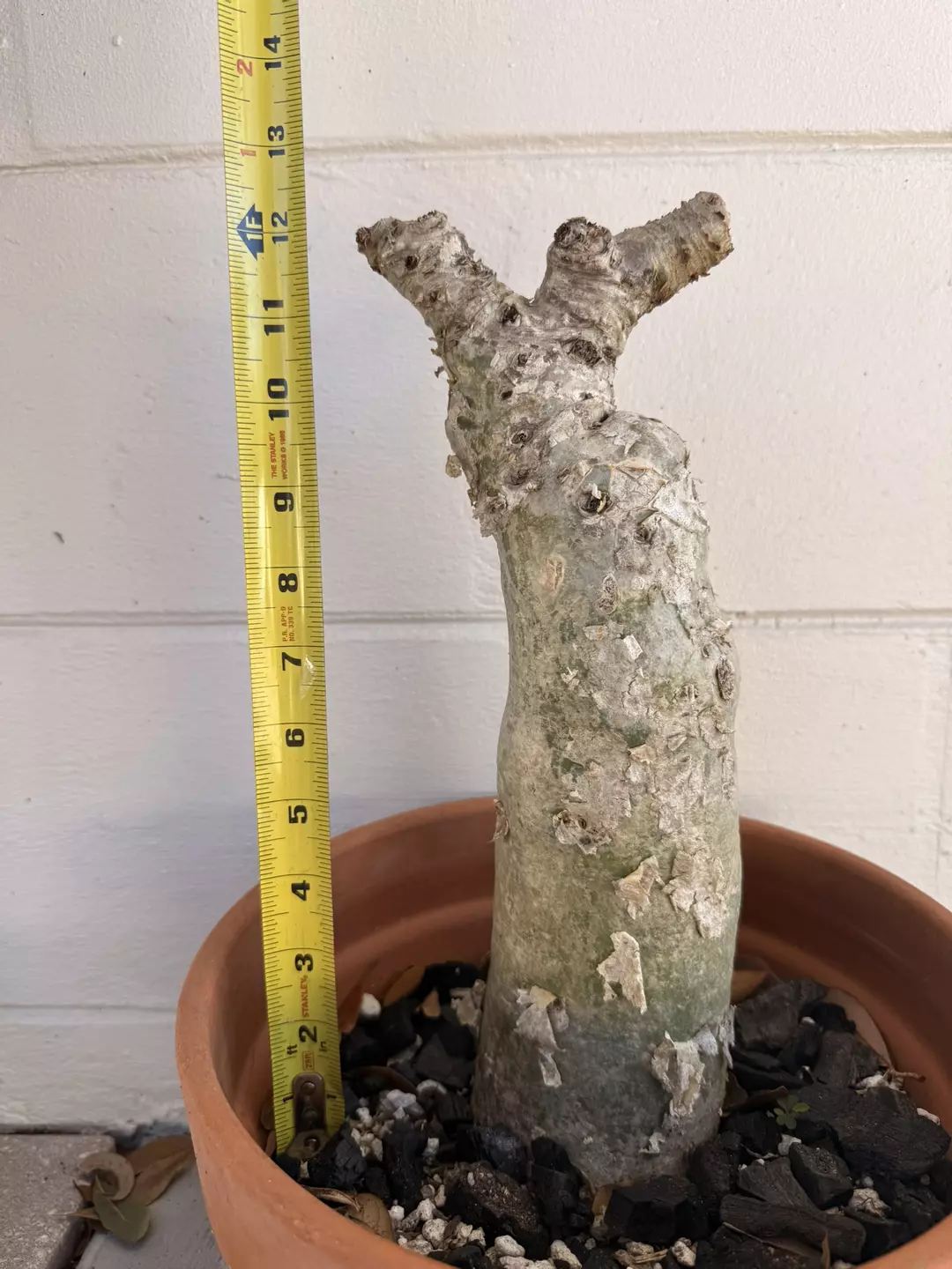 Cyphostemma Juttae Chonker thumbnail