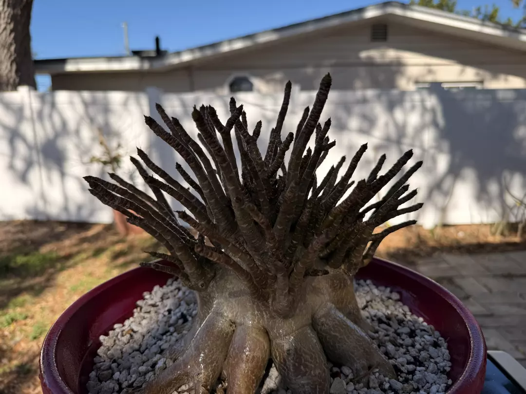 adenium arabicum root trained 14” pot thumbnail