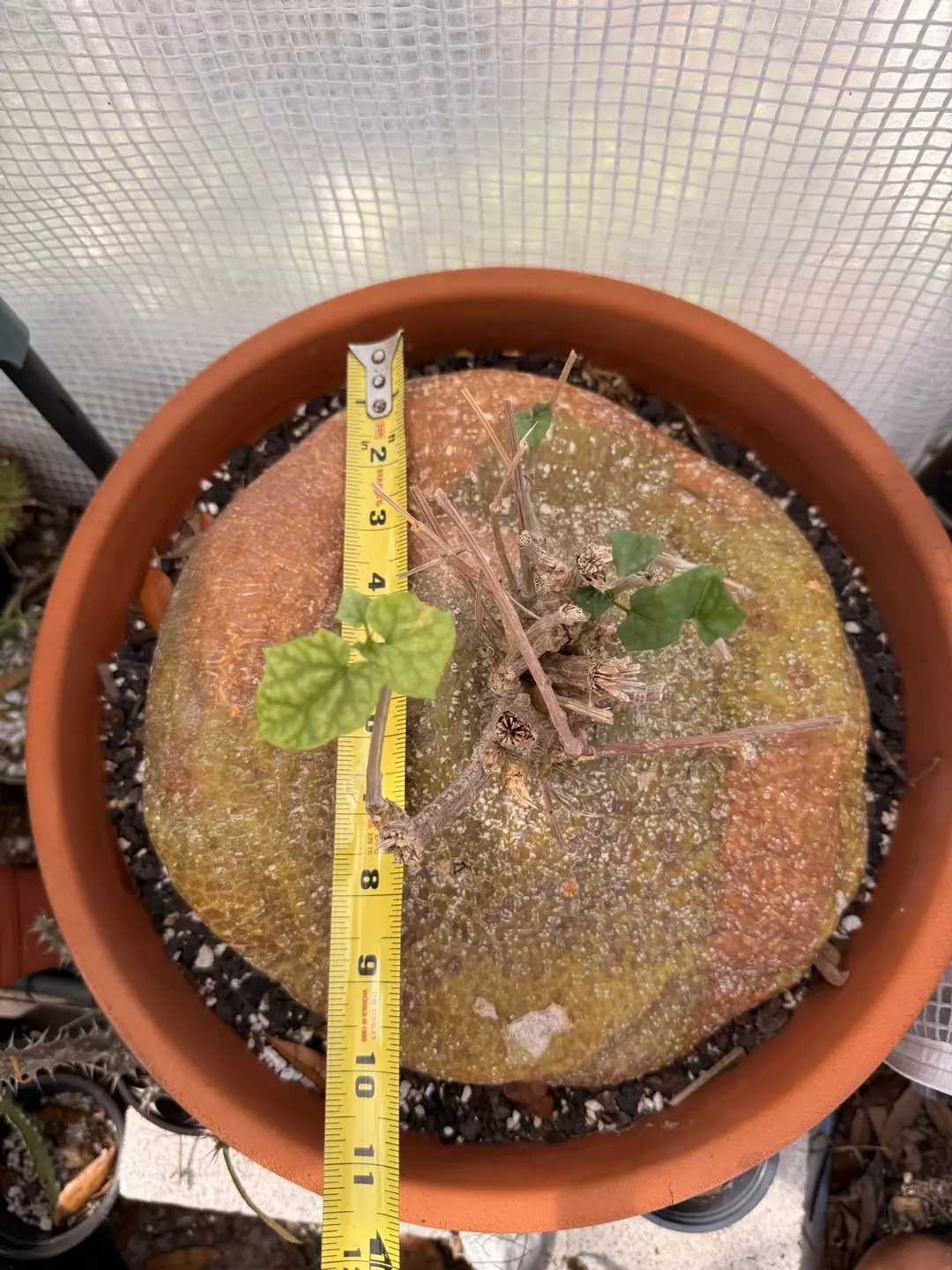 Gerrardanthus lobatus thumbnail