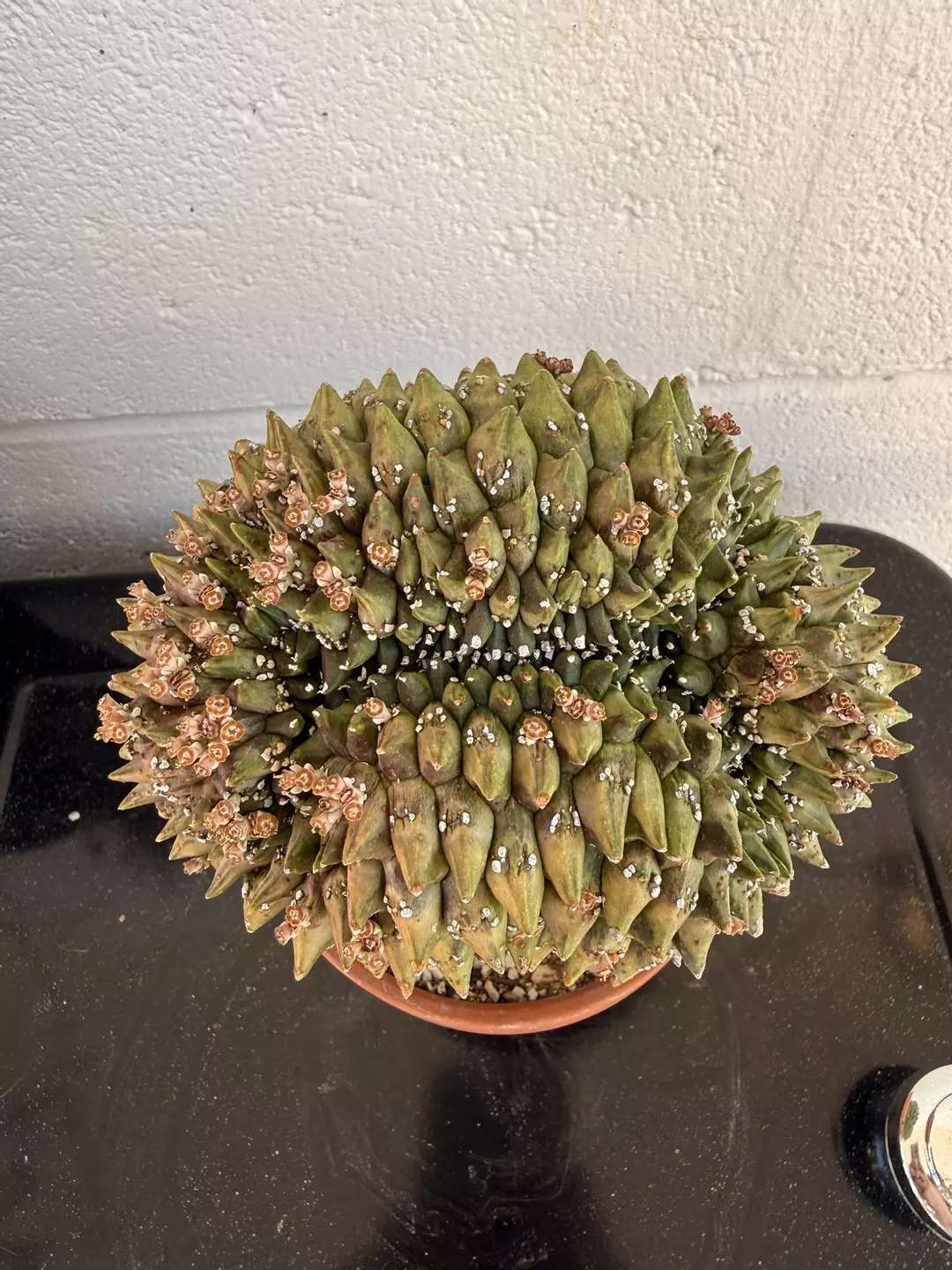 Crested Euphorbia gymnocalycioides (graft w pups) thumbnail