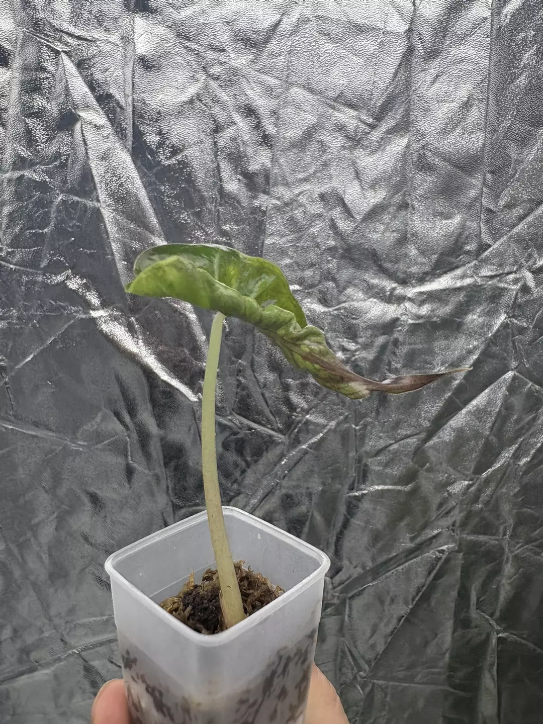 alocasia venom thumbnail