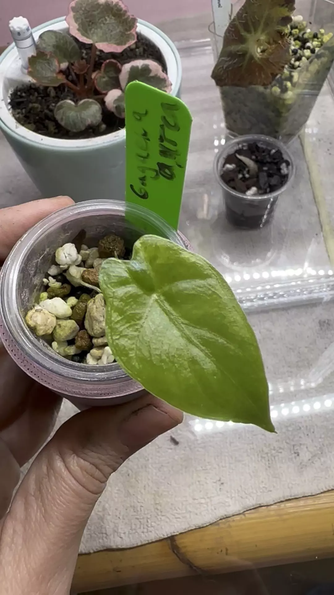 Gageana aurea pup thumbnail