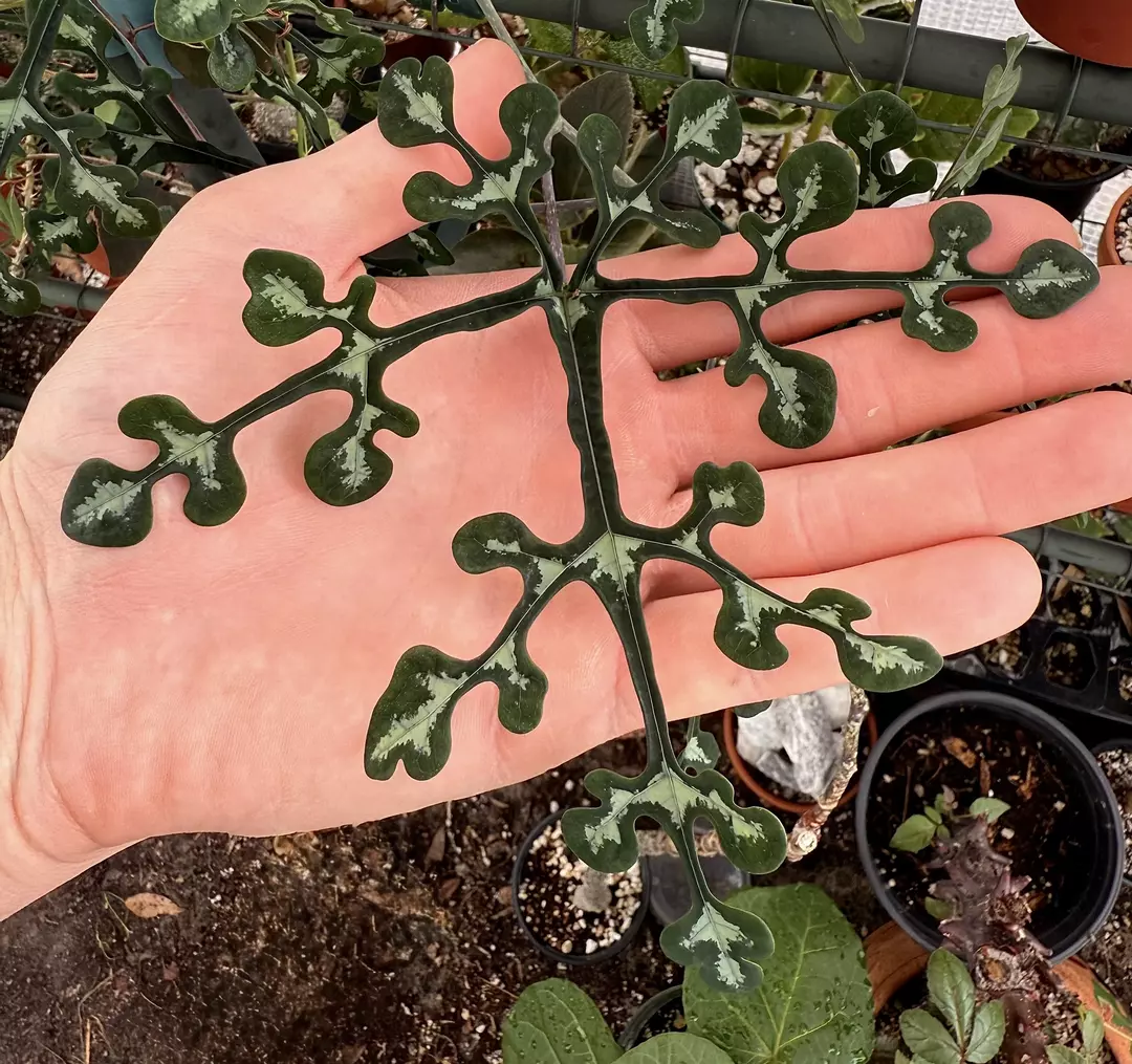 Adenia perrieri (5.5 ft tall, currently dormant) thumbnail