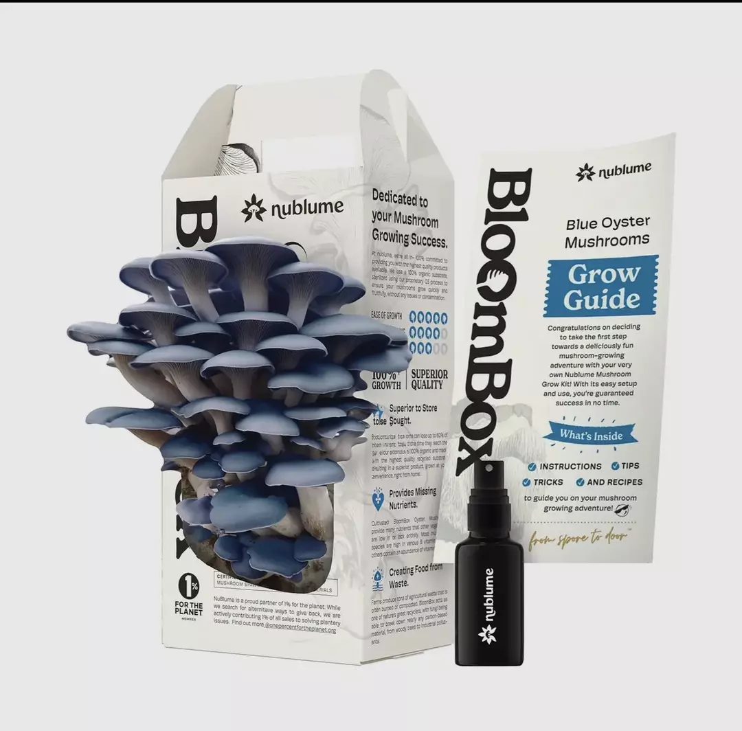 Blue Oyster mushroom grow kit thumbnail