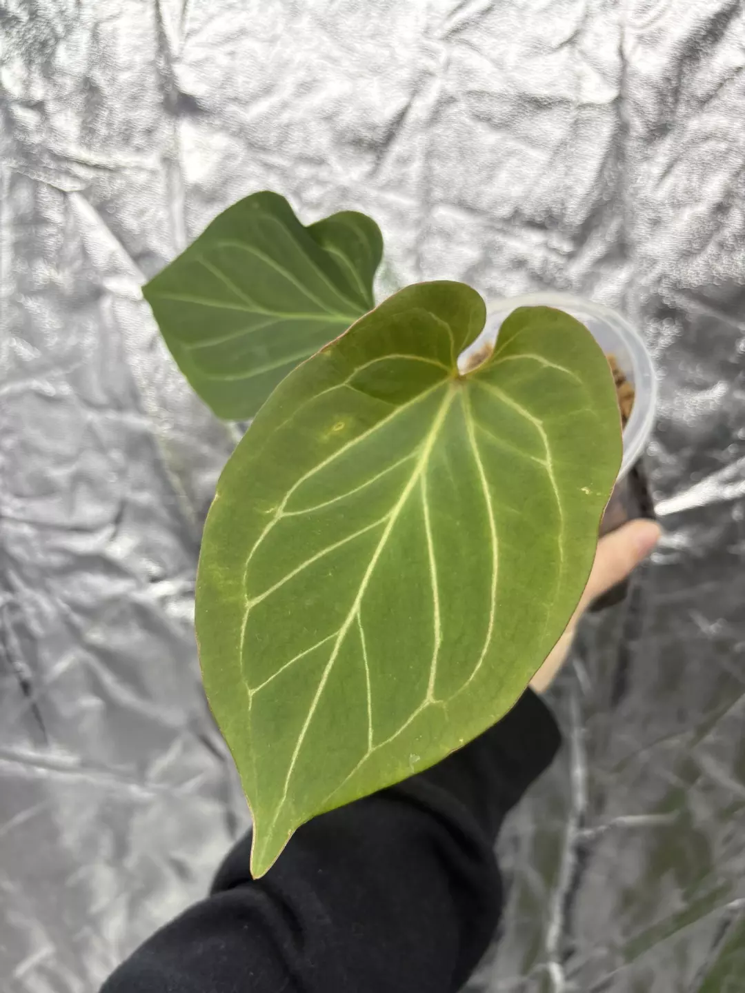 anthurium KOS red stem thumbnail