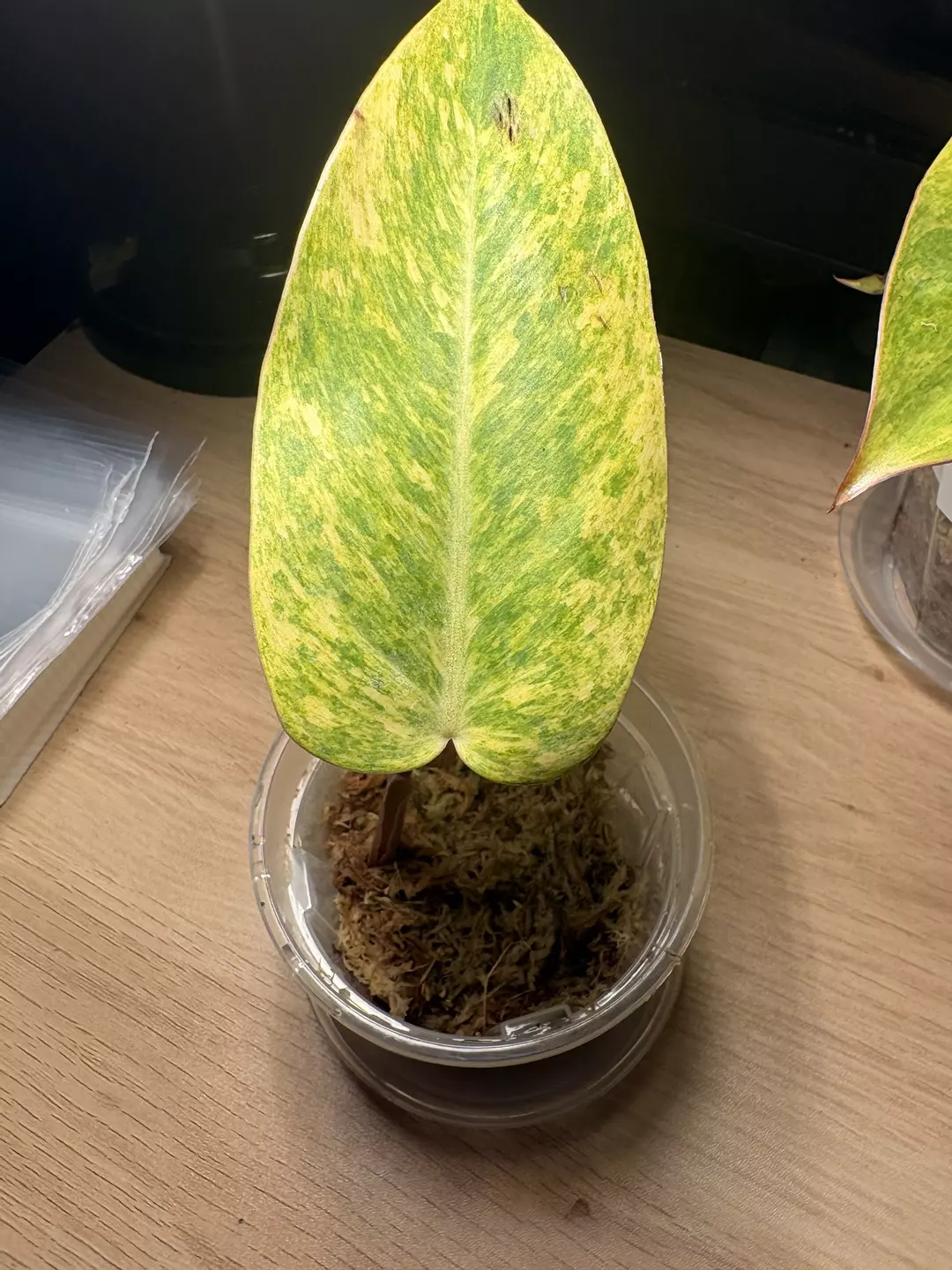 Philo Painted lady in moss thumbnail