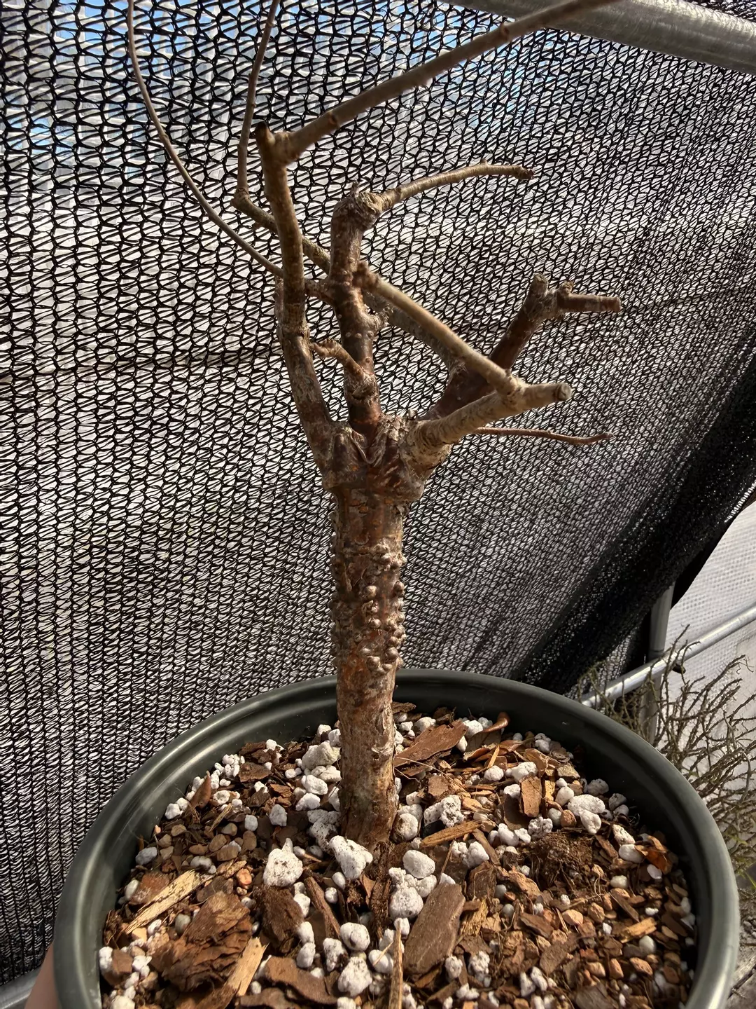 Commiphora orbicularis seed grown thumbnail