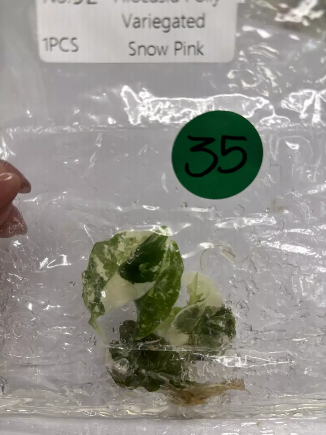 G35 Polly pink snow  thumbnail