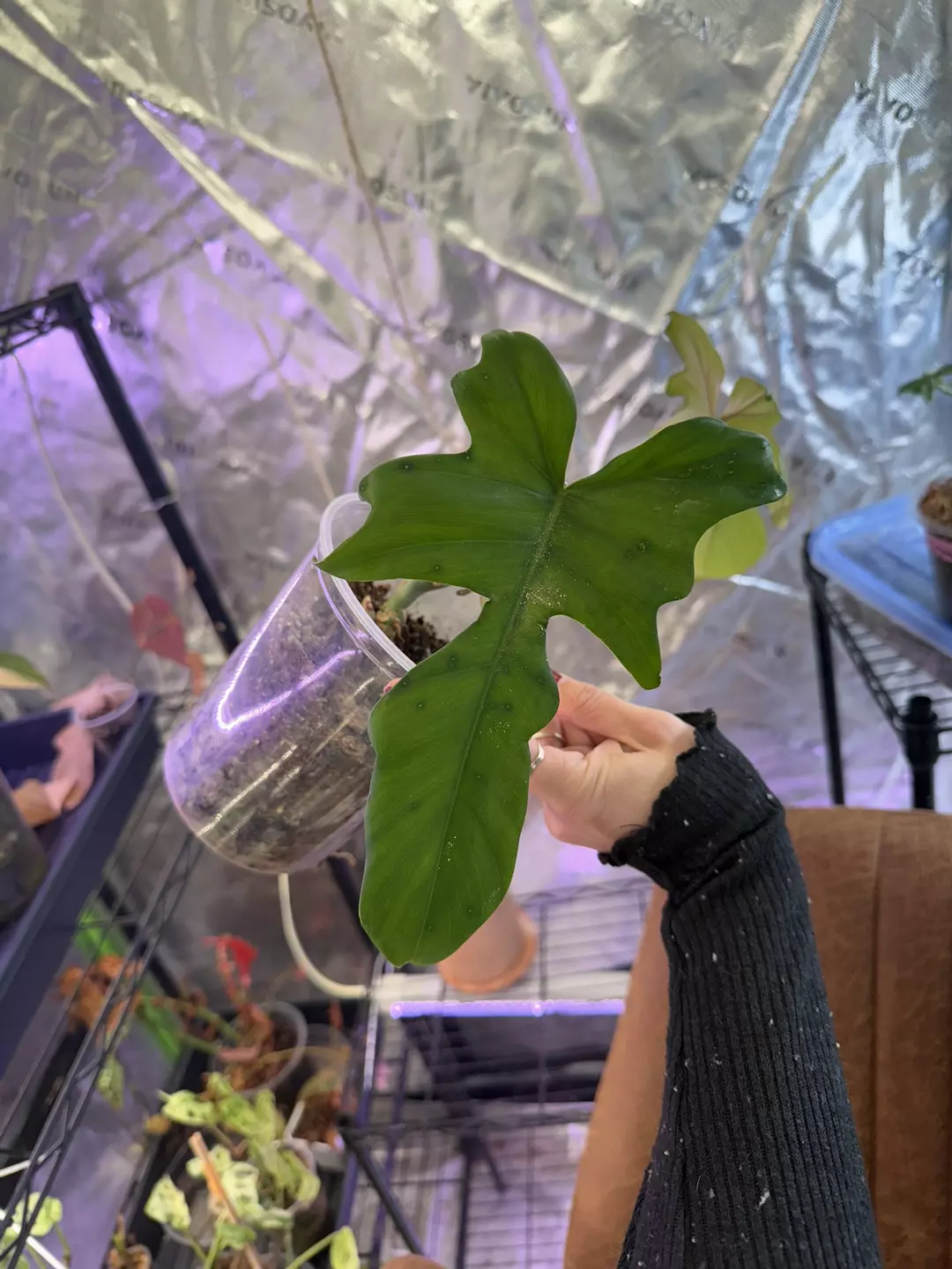 Florida Beauty x Mayoi - Reverted? thumbnail