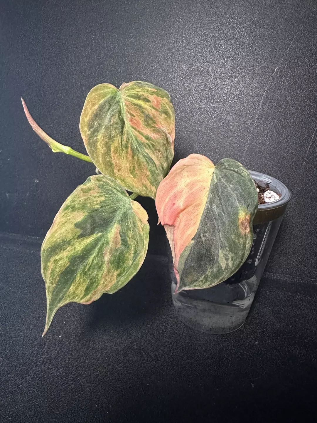 Philodendron Micans Aurea “Ferrari” •A• thumbnail