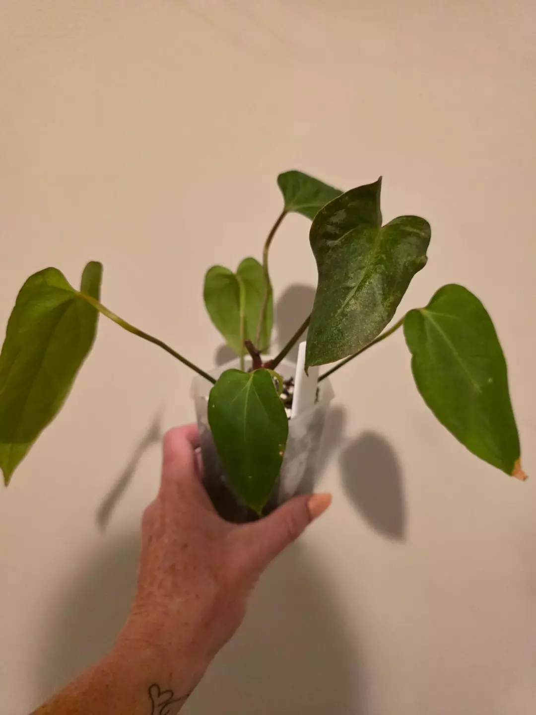 Anthurium Blue Papiliminum thumbnail