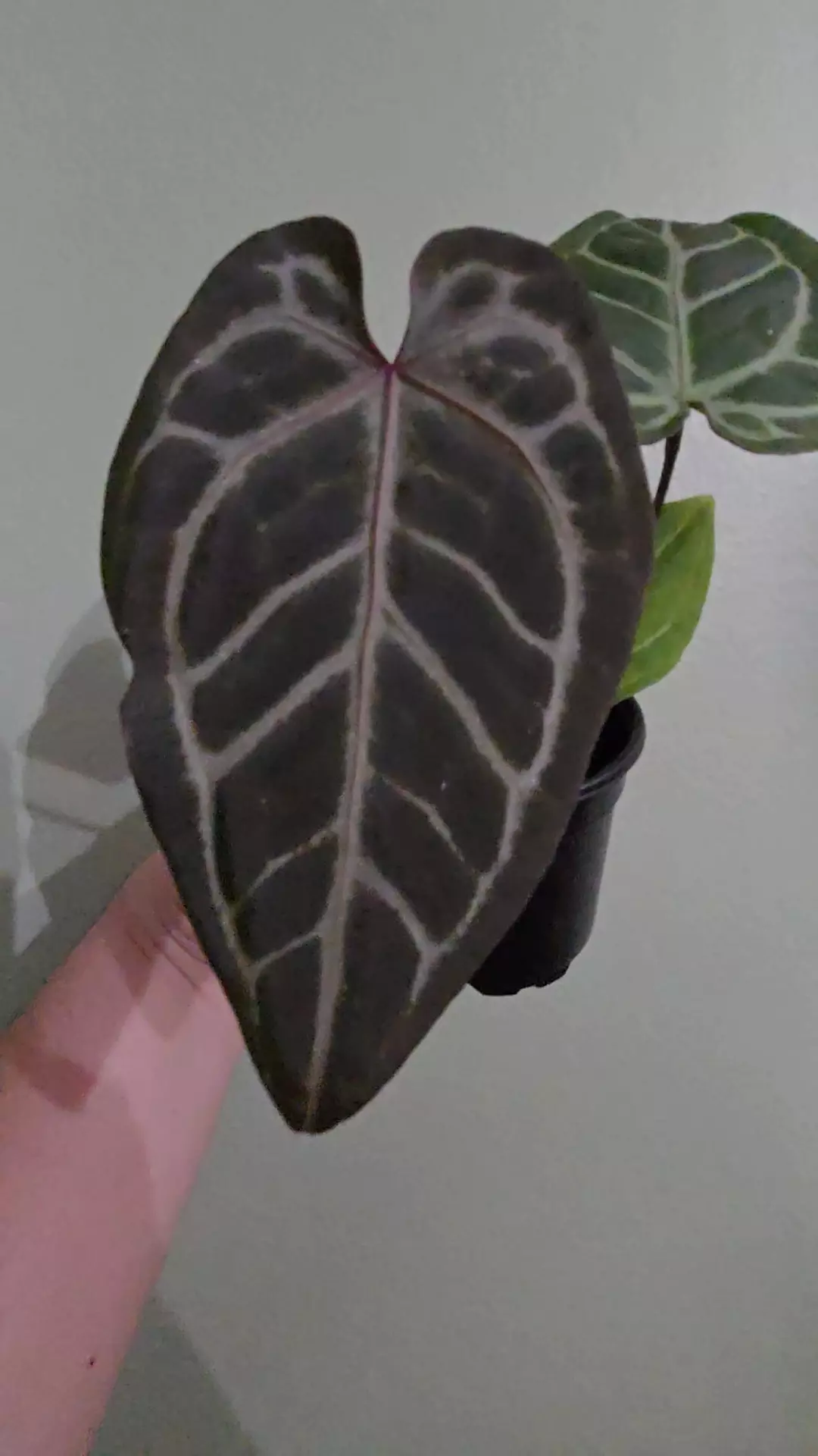 Anthurium Michelle x Black Velvet thumbnail