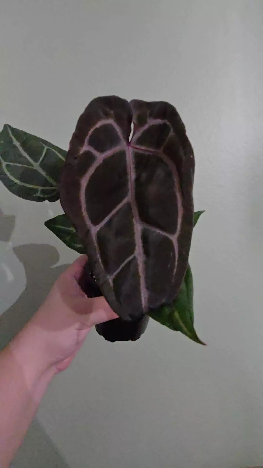 Anthurium Michelle x Black Velvet thumbnail