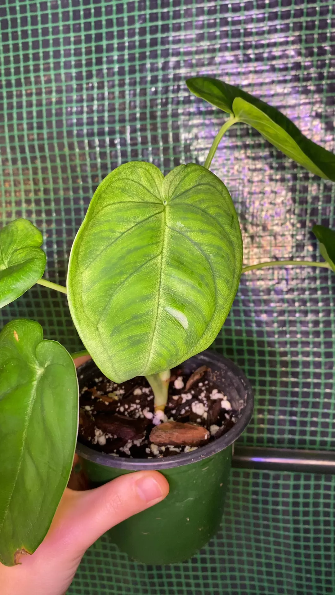 4” Syngonium ‘Frosted Heart’ thumbnail