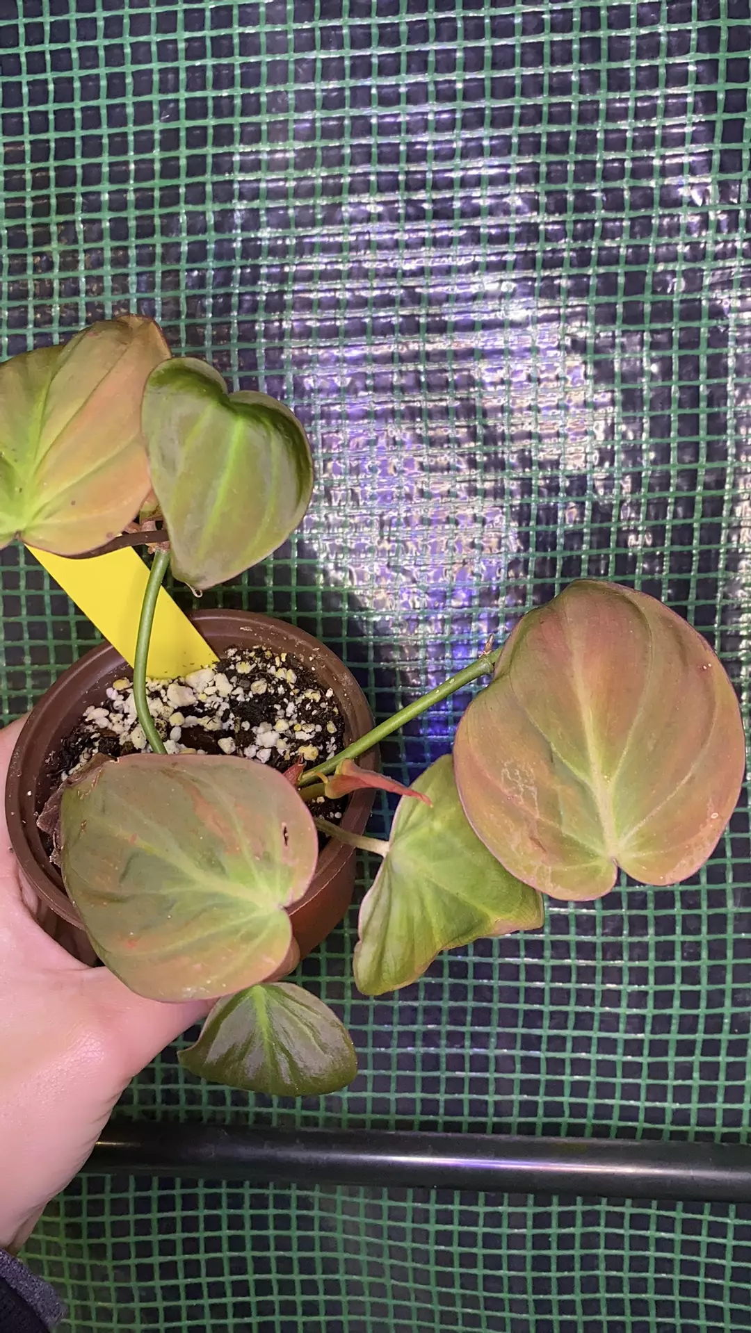 3” Micans Philo thumbnail