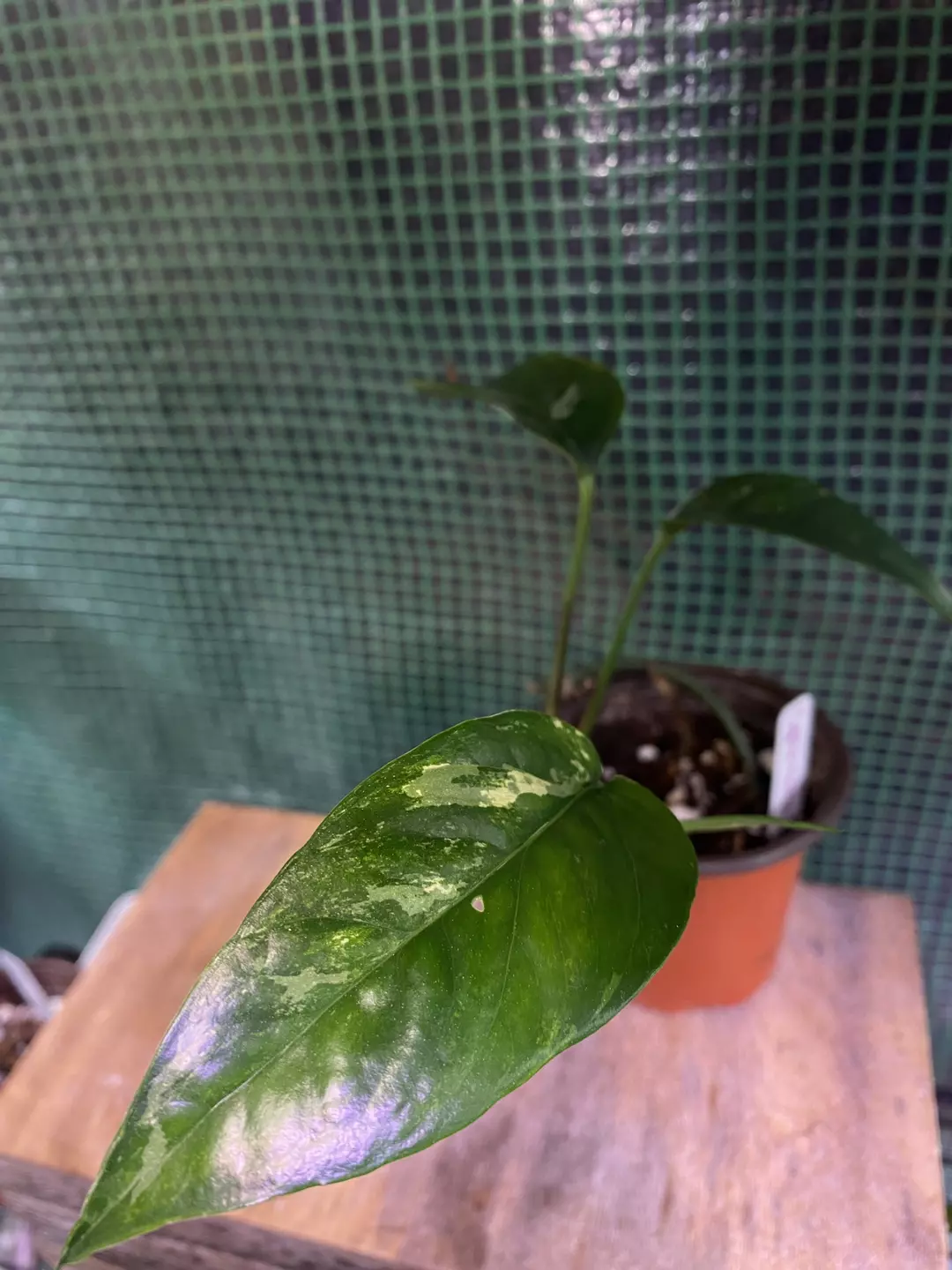 3” Epipremnum Albo *light var* thumbnail