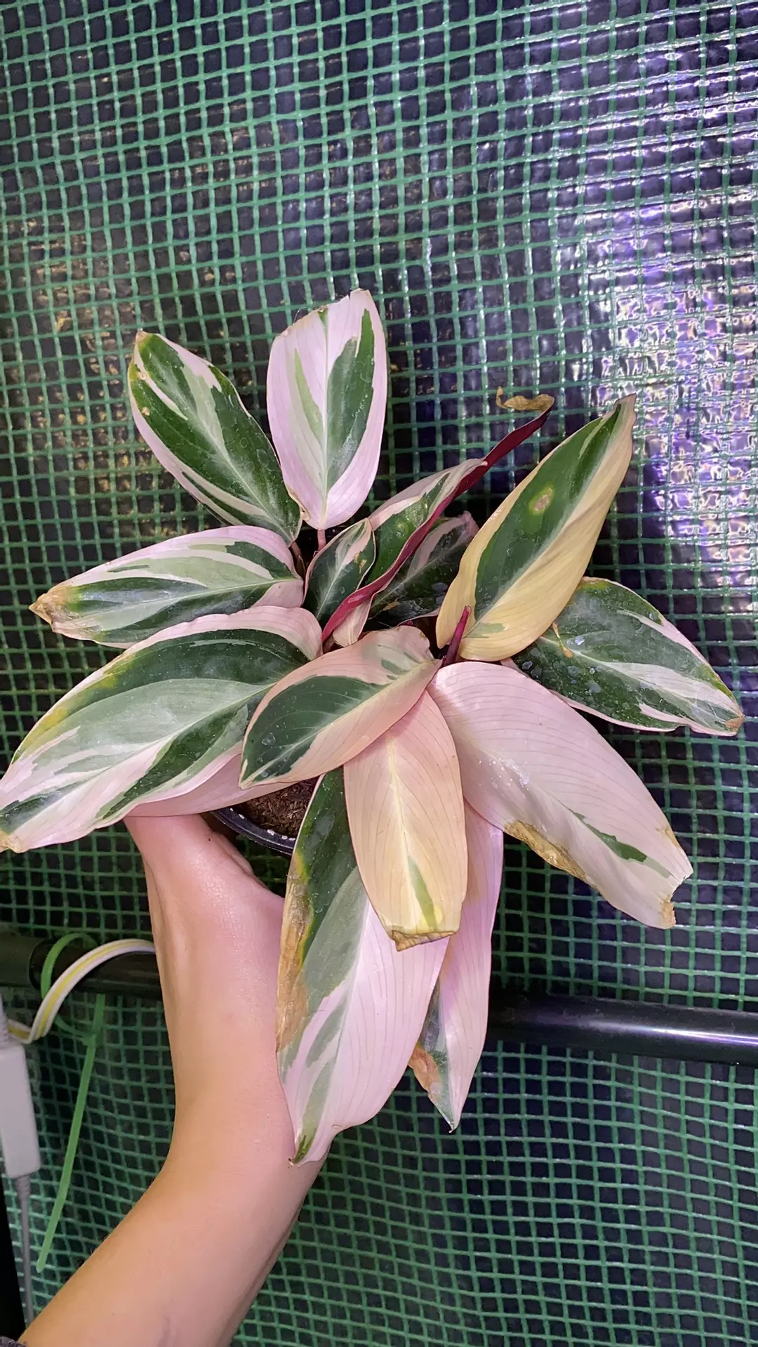 4” Stromanthe Triostar *cos. damage* thumbnail