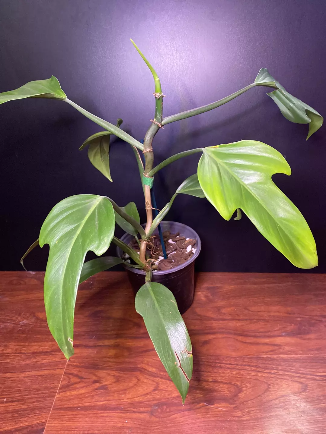 6” Philodendron panduriforme thumbnail