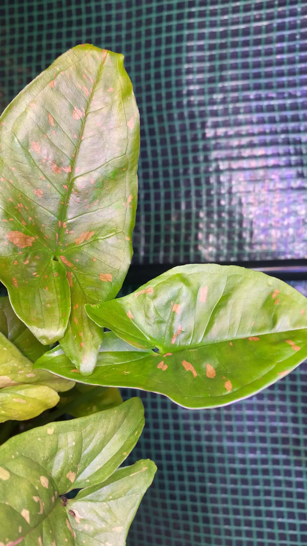 4” Pink Splash Syngonium *Thai Form* thumbnail