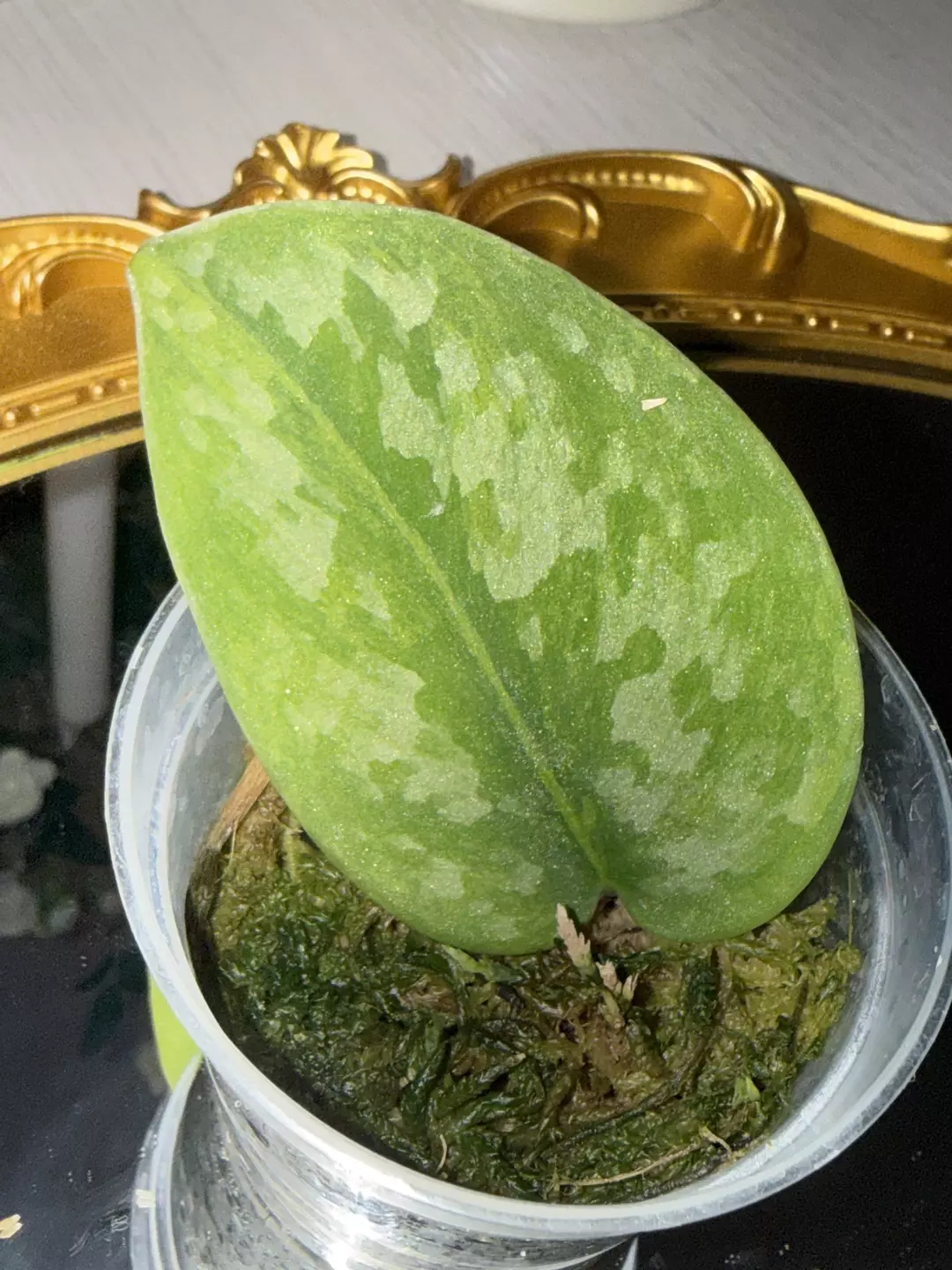 Exotica gog kapuas thumbnail