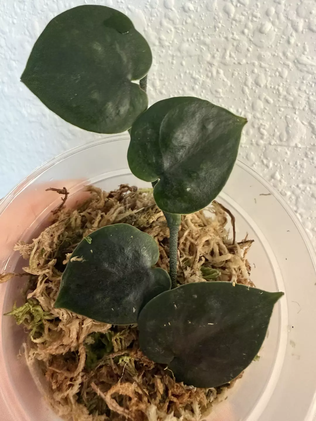 Black mamba thumbnail