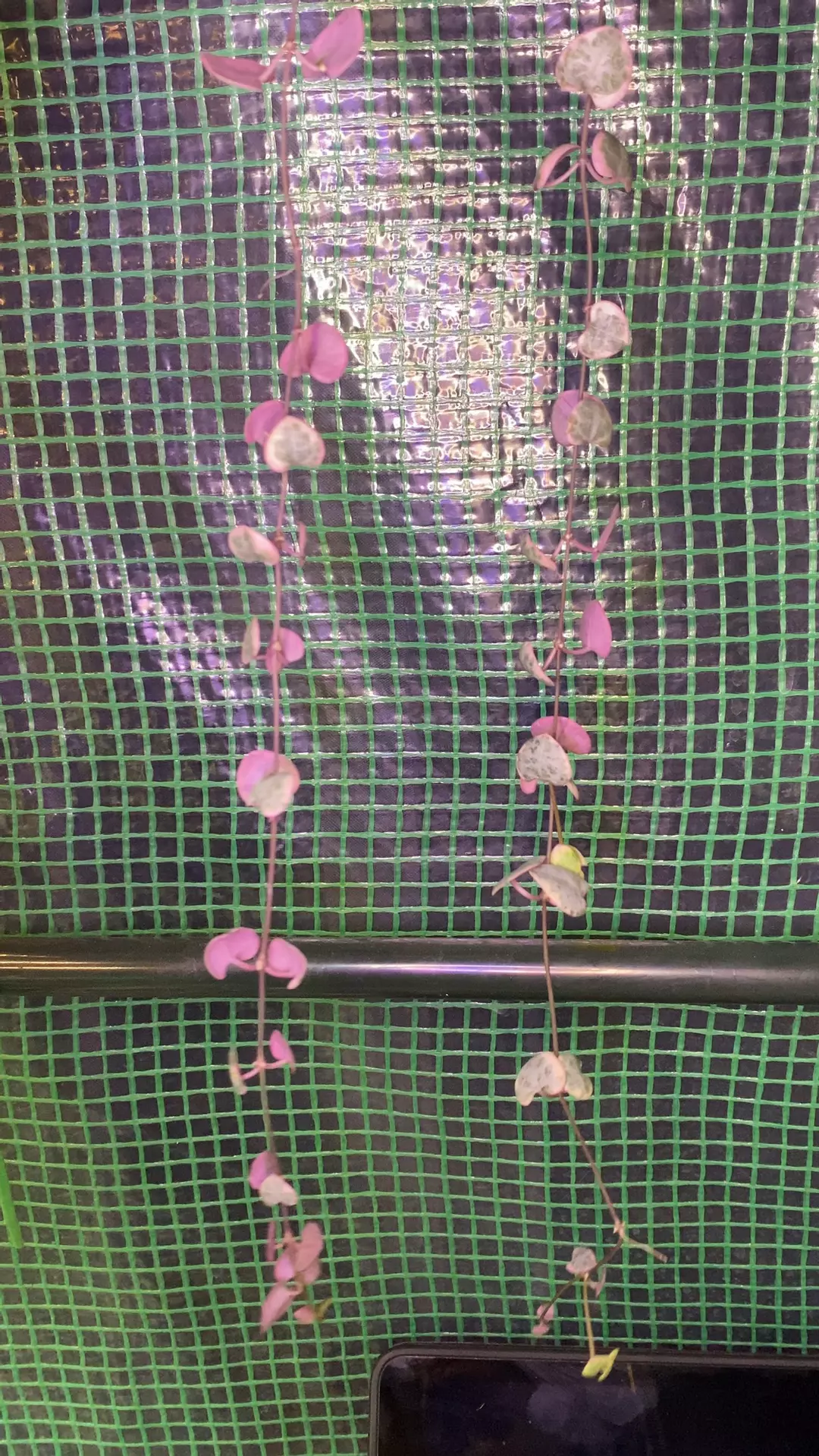 2” Var. String of Hearts LONG thumbnail