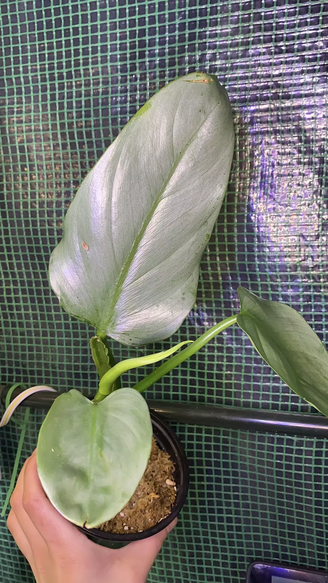 4” Silver Sword Philodendron thumbnail