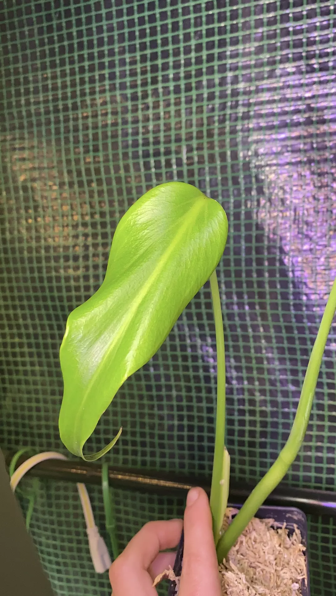 3” Monstera Burle Marx Flame PROP thumbnail