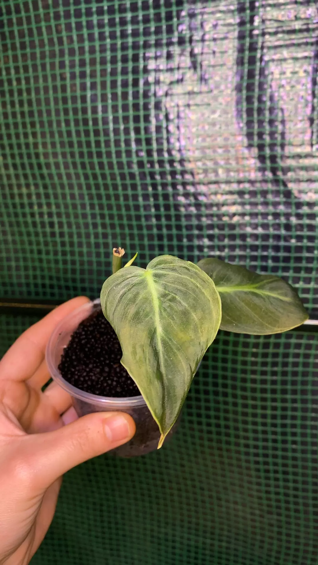 3” Melanochrysum (stratum) thumbnail