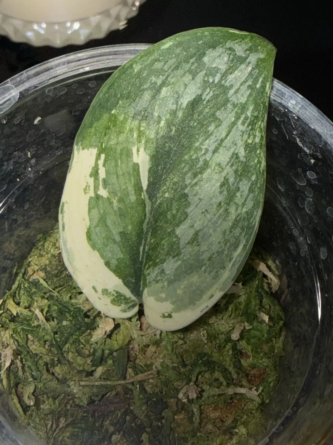 Exotica tricolor thumbnail