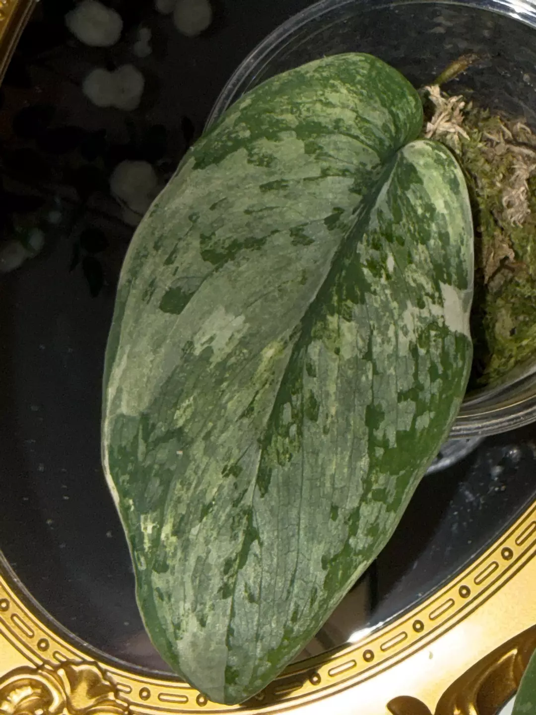 Exotica tricolor  thumbnail