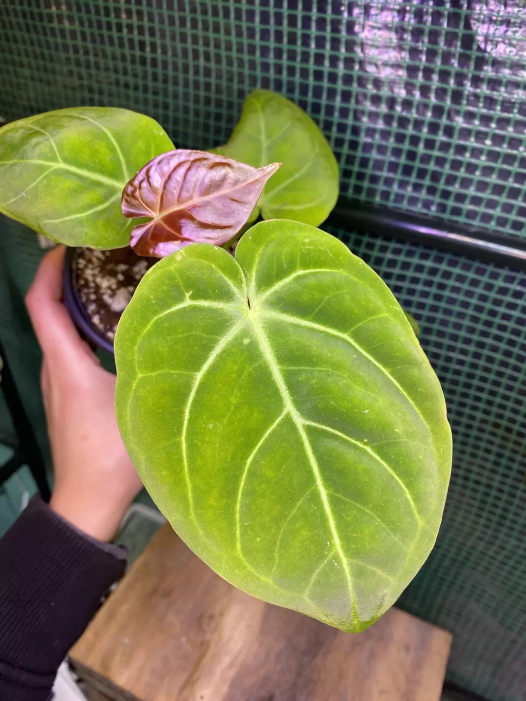 Anthurium Dorayaki x bvep (Antolakii) thumbnail