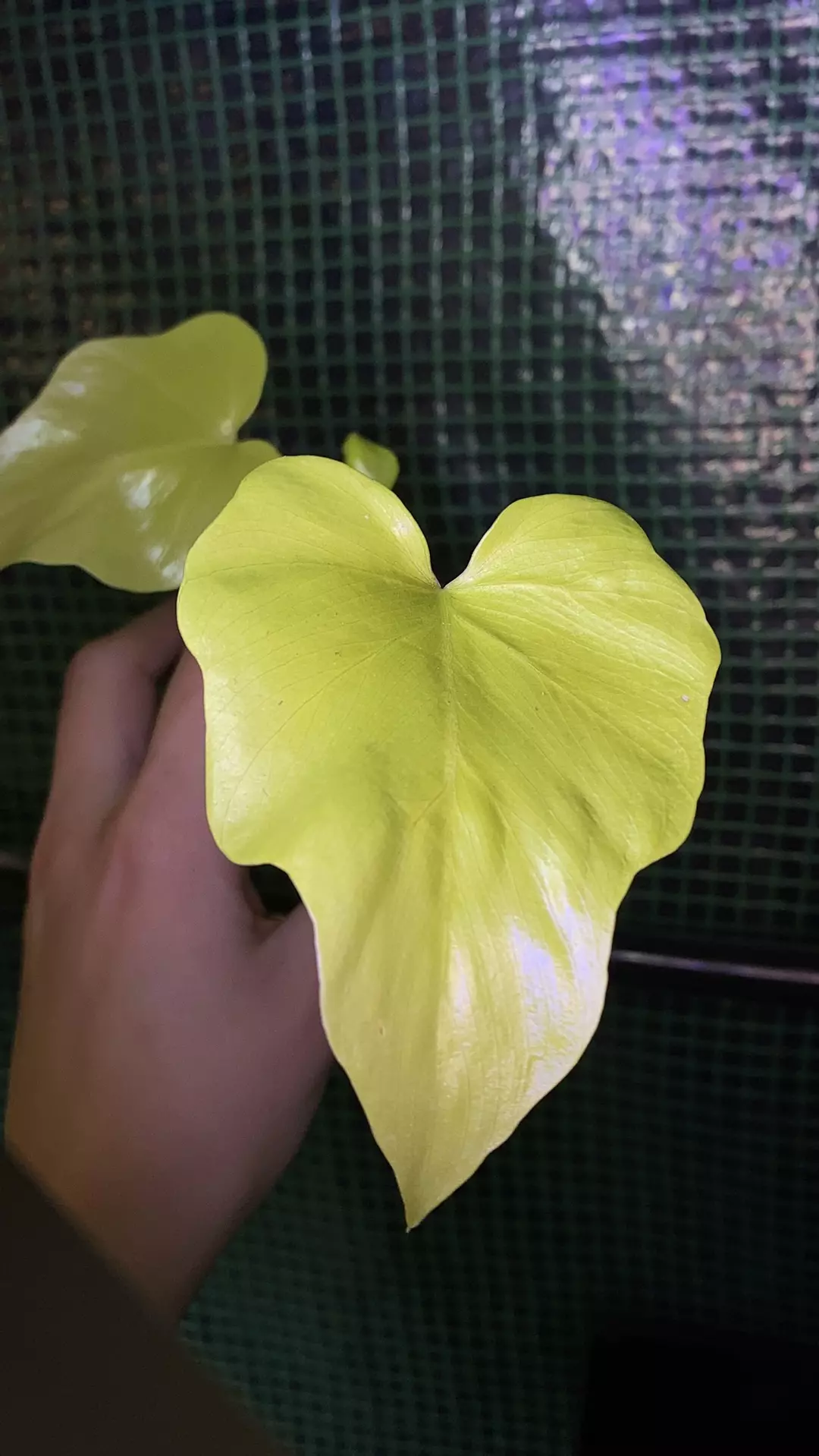 3” Warscewiczii Aurea Flavum Starter thumbnail