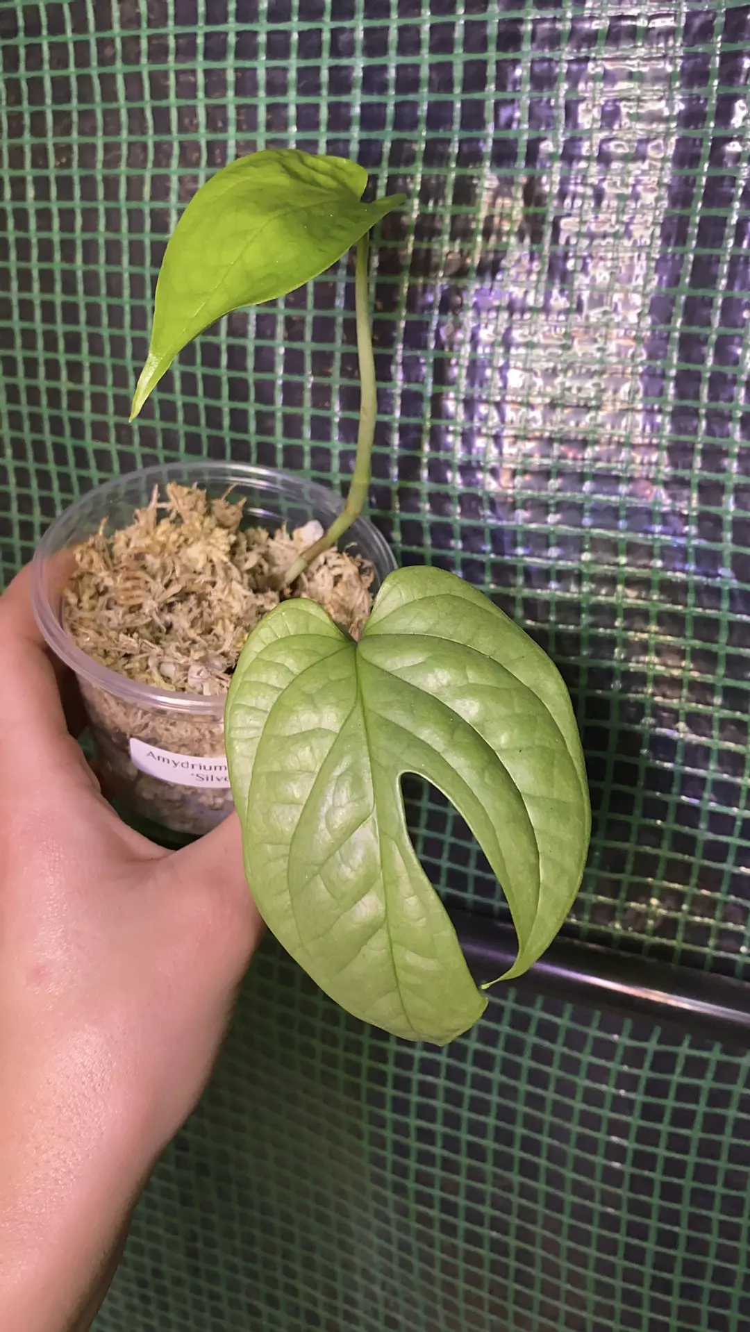 3” Amydrium ‘Silver’ (“Spider-man Monstera”) PROP thumbnail