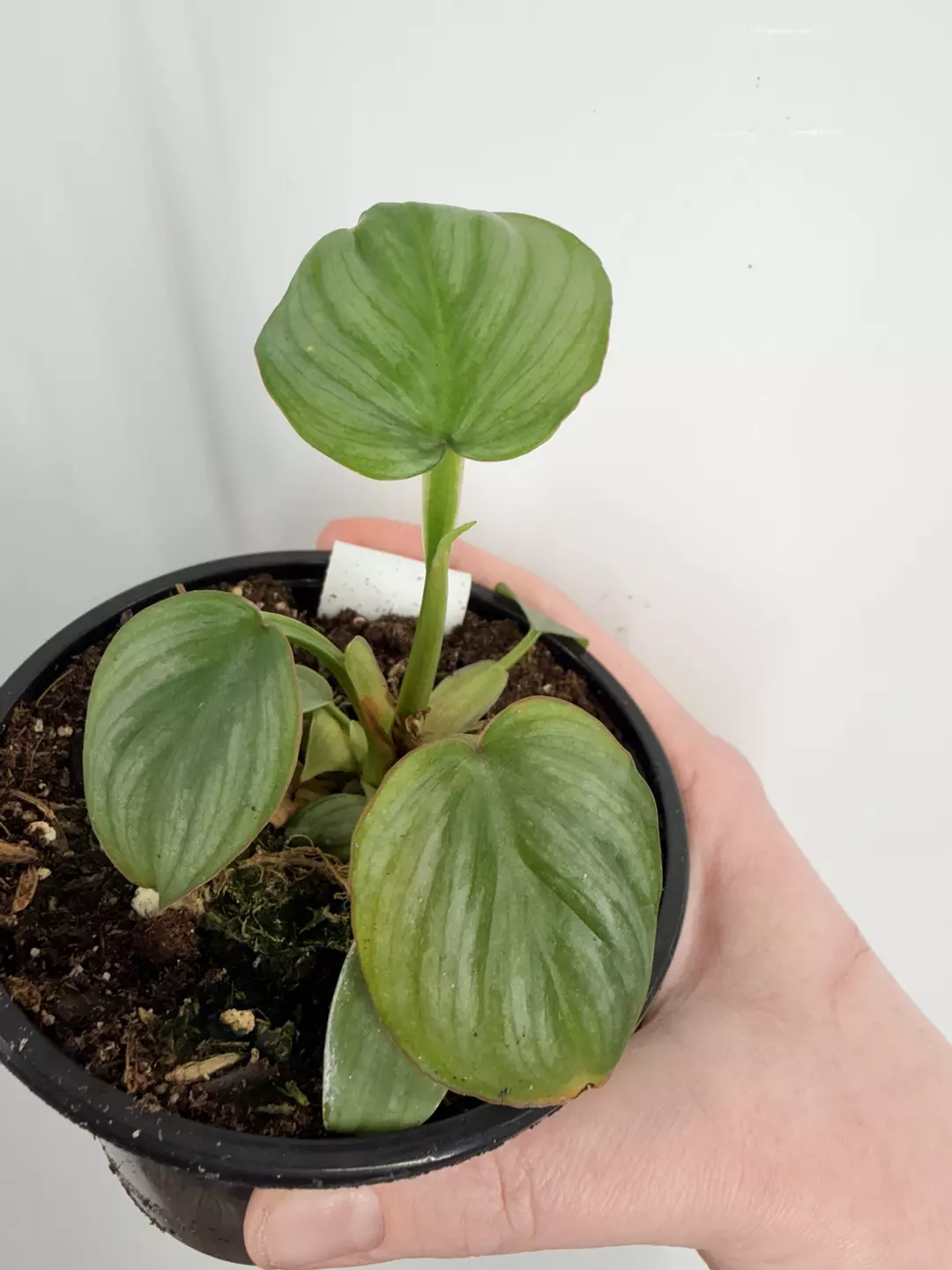 Philodendron Mamei thumbnail