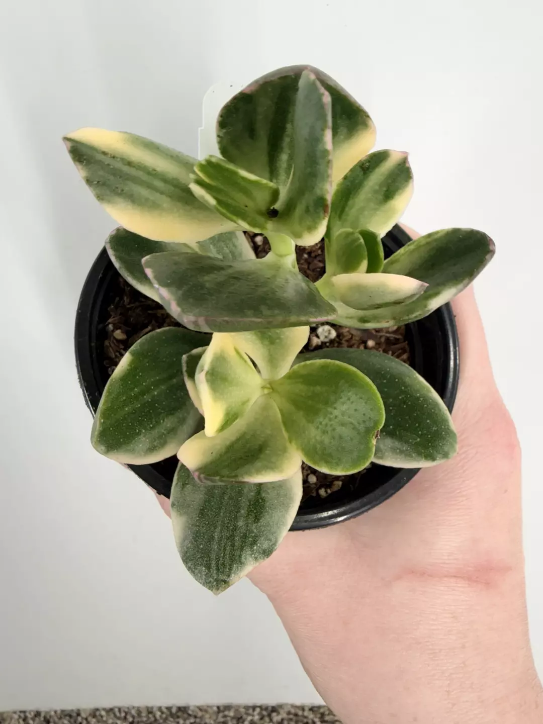 Crassula Ovata Variegated (Variegated Jade) thumbnail