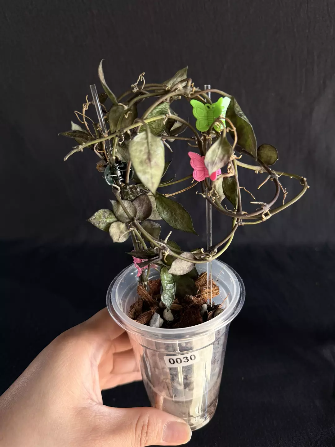 Hoya Lacunosa Black Aurora (Reverting) #0030 thumbnail