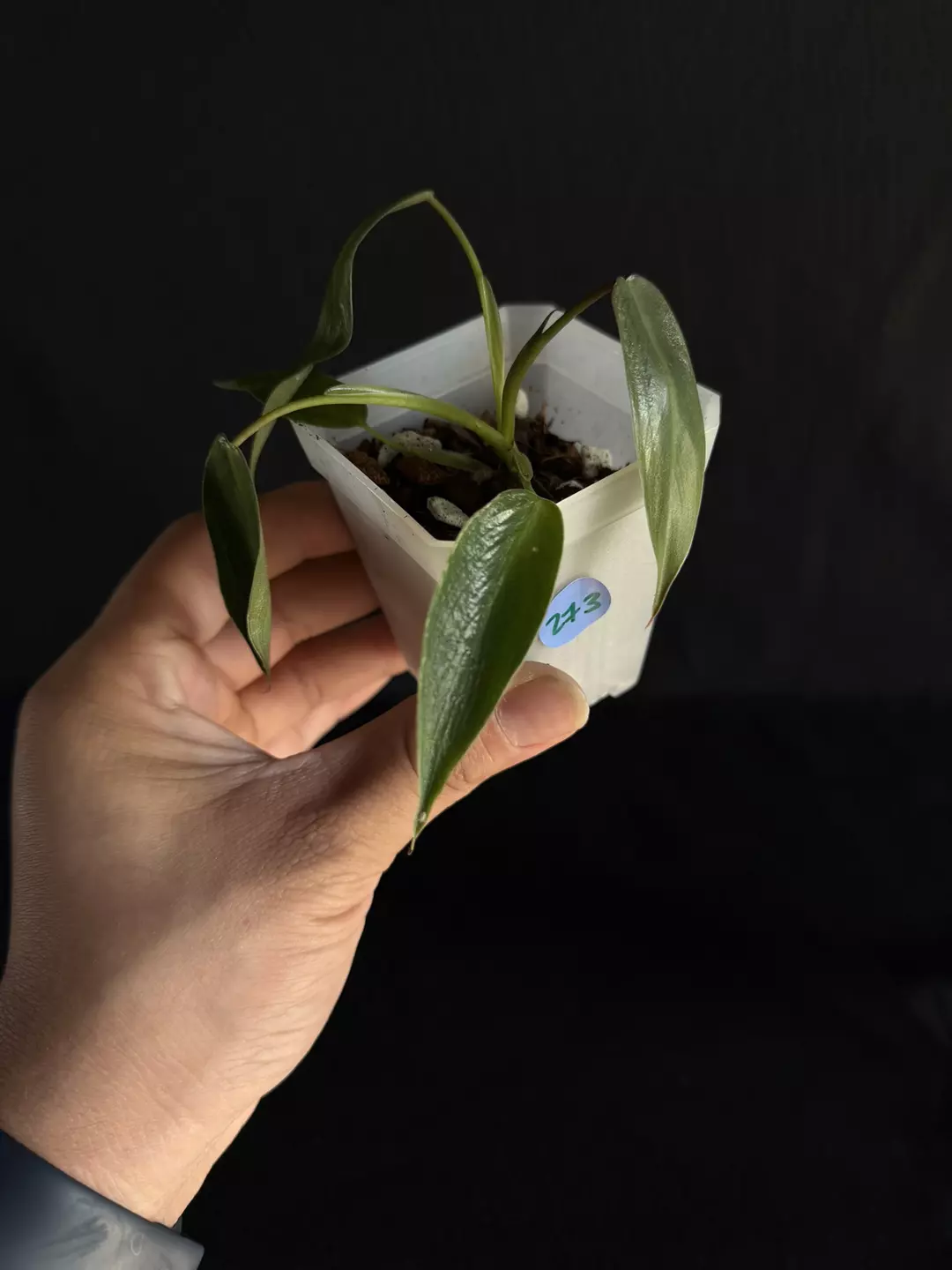 Philodendron Spiritus Sancti #273 thumbnail