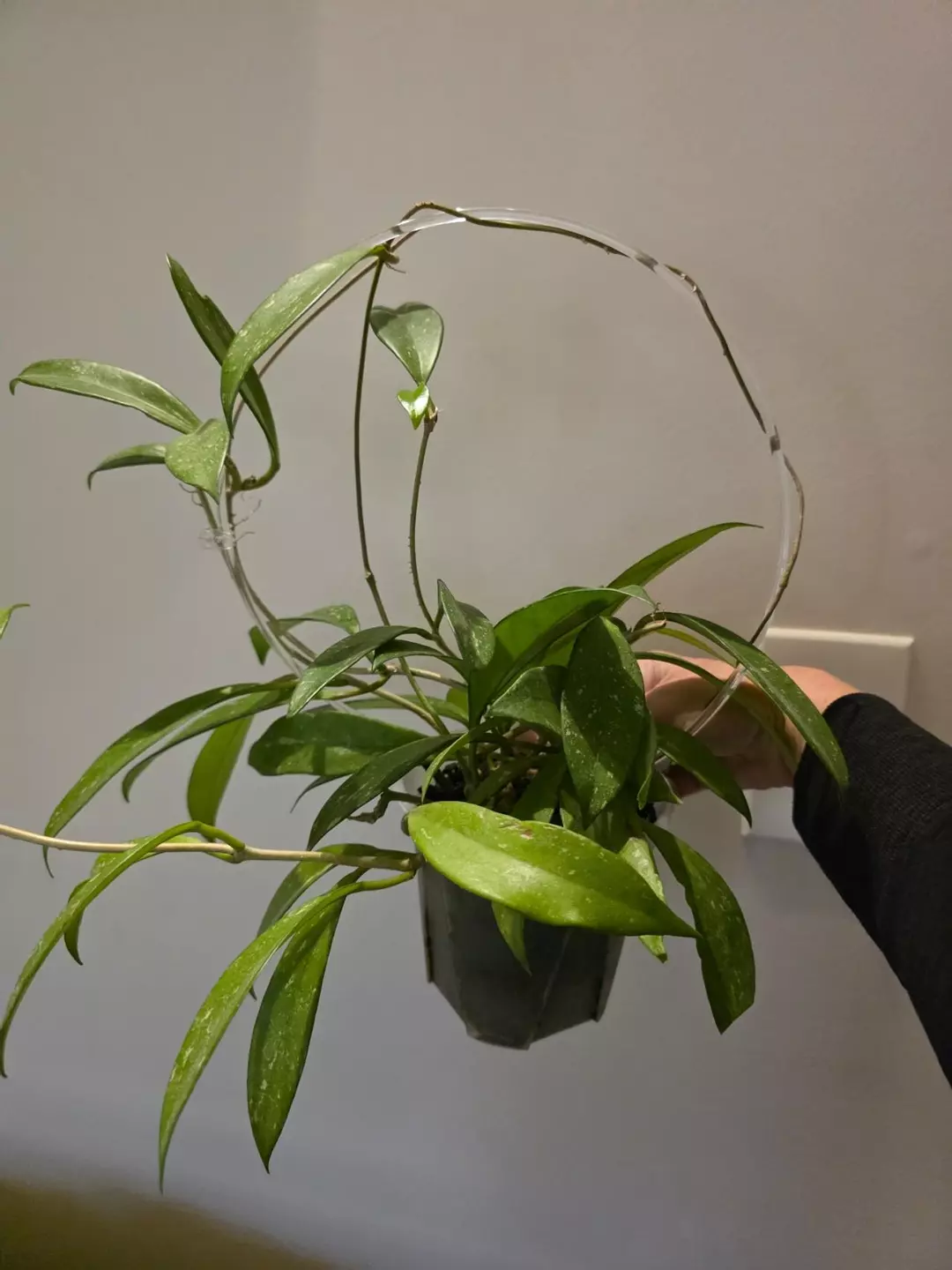 Hoya pubicalyx splash thumbnail